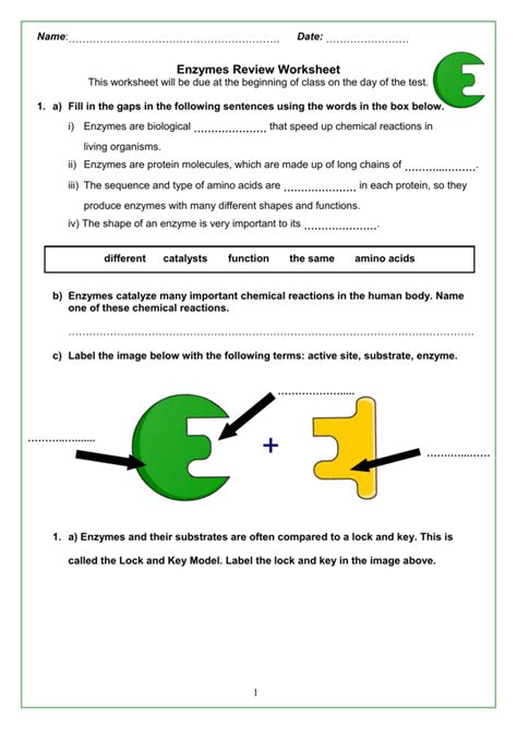 enzyme reactions worksheet answer key